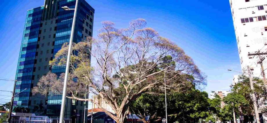 Clima ameno e temperaturas elevadas em Mato Grosso do Sul nesta sexta-feira