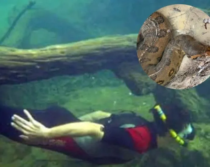 Sucuri é flagrada repousando no Rio Formoso em Bonito, Capital do Ecoturismo