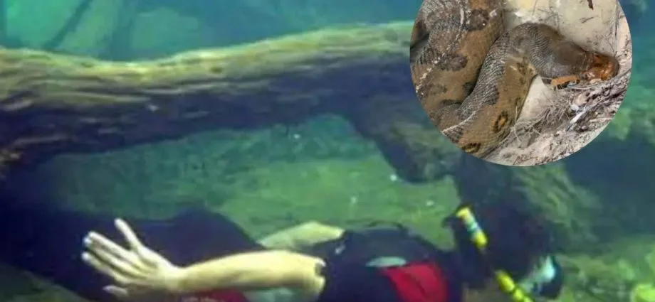 Sucuri é flagrada repousando no Rio Formoso em Bonito, Capital do Ecoturismo