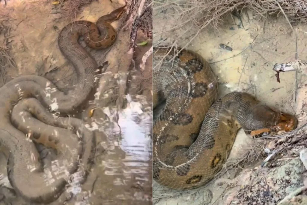 Sucuri revelada por água cristalina em rio de Bonito