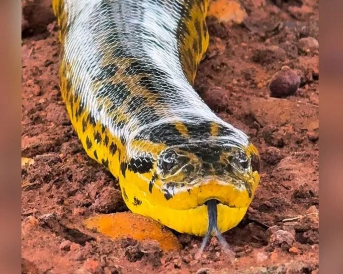 Fotógrafo registra sucuri no Pantanal e vídeo impressiona