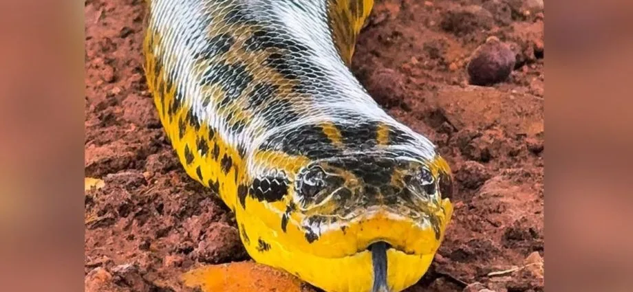 Fotógrafo registra sucuri no Pantanal e vídeo impressiona