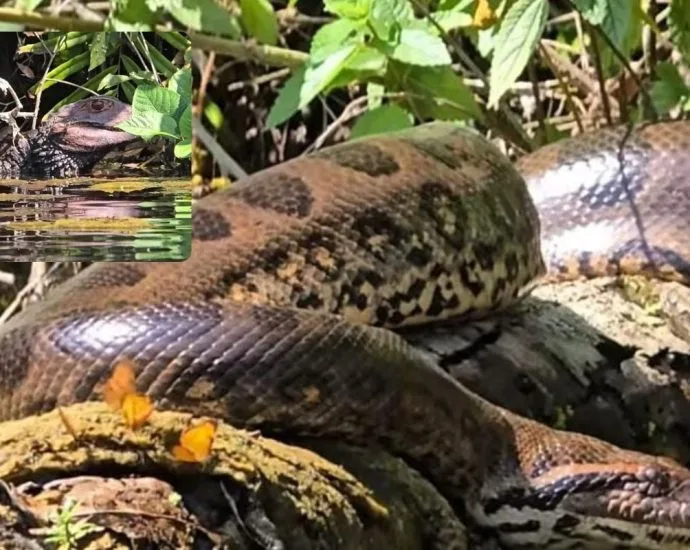 Encontro de sucuri e jacaré é registrado em Jardim, MS