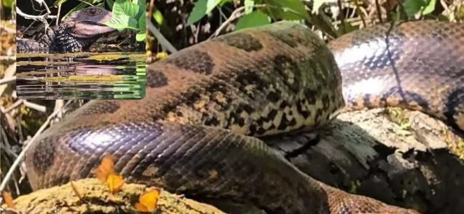 Encontro de sucuri e jacaré é registrado em Jardim, MS