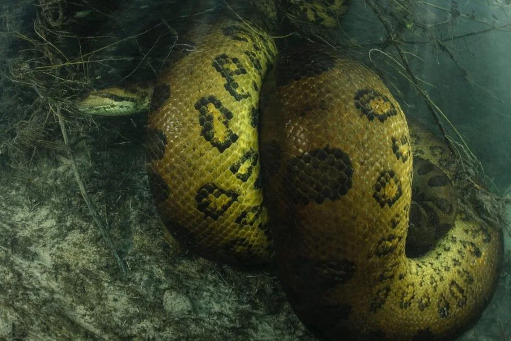 Sucuri estragula parceiro em rio de Bodoquena. Foto foi publicada na National Geographic