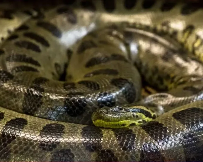 Turistas americanas conhecem a beleza das sucuris no Pantanal