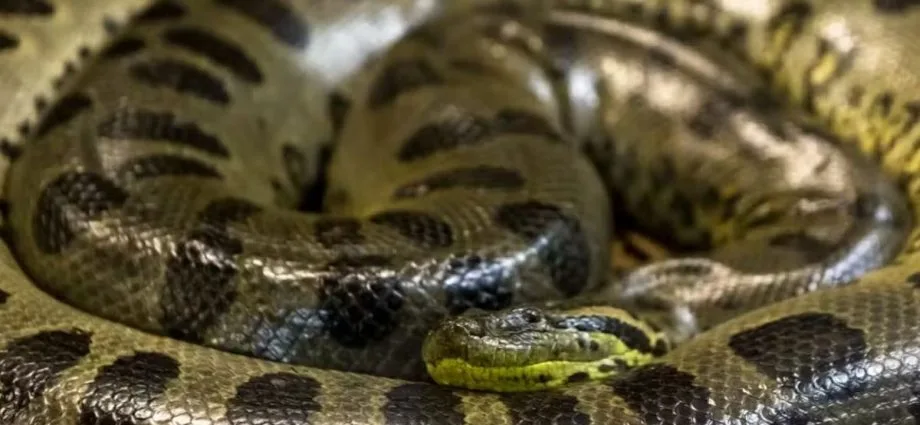 Turistas americanas conhecem a beleza das sucuris no Pantanal