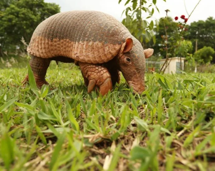 Três Lagoas realiza ação de educação ambiental em homenagem ao Dia do Tatu-Canastra