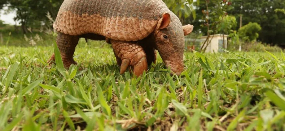 Três Lagoas realiza ação de educação ambiental em homenagem ao Dia do Tatu-Canastra