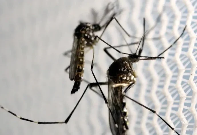 Três Lagoas registra 22 casos de chikungunya e alerta contra o Aedes aegypti
