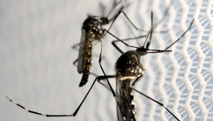 Três Lagoas registra 22 casos de chikungunya e alerta contra o Aedes aegypti
