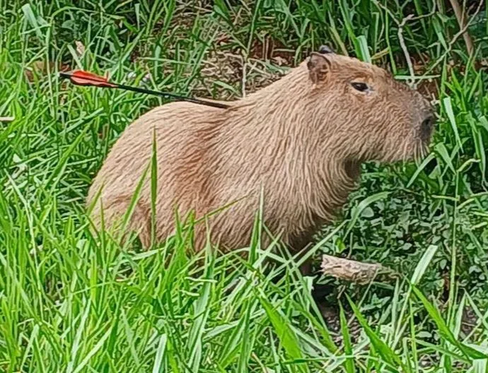Capivara com flecha cravada é resgatada em Campo Grande
