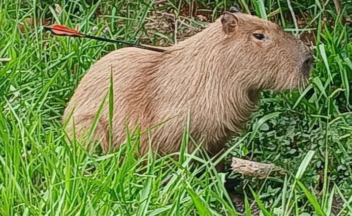 Capivara com flecha cravada é resgatada em Campo Grande