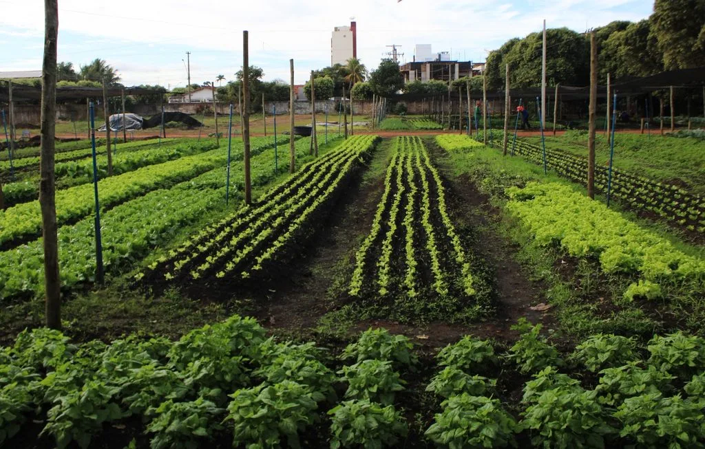 Projeto Hortas Urbanas em Três Lagoas gera R$ 163,8 mil em vendas de hortaliças