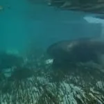 Anta surpreende em Bonito ao mergulhar em rio cristalino