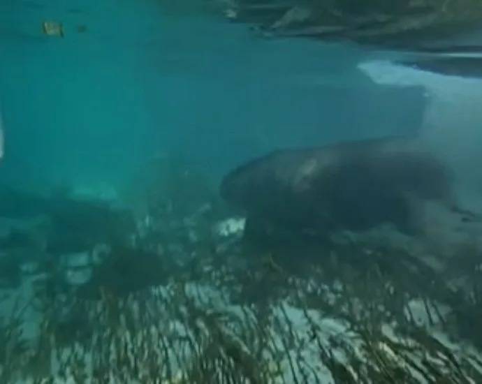 Anta surpreende em Bonito ao mergulhar em rio cristalino