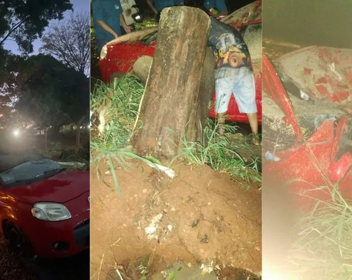 Motorista de Fiat Uno tem veículo danificado por árvore em Campo Grande