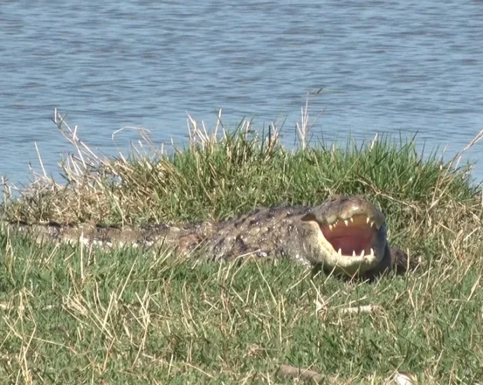 Jacaré é avistado tomando sol na Lagoa Maior em Três Lagoas