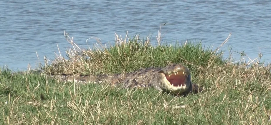 Jacaré é avistado tomando sol na Lagoa Maior em Três Lagoas