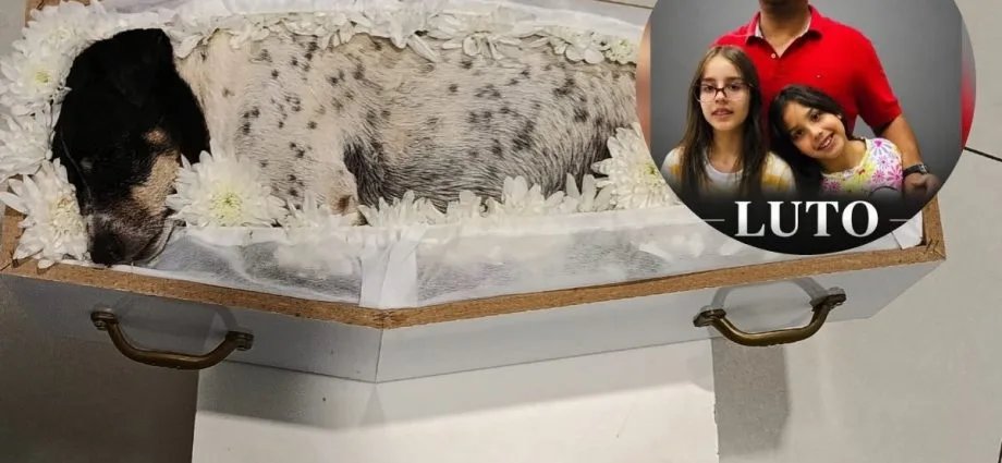 Cachorrinha Lola é velada ao lado de família após acidente na BR-163