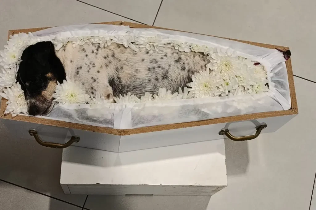 Lola, como era chamada, está sendo velada ao lado da família após tragédia na BR-163 (Foto: reprodução)