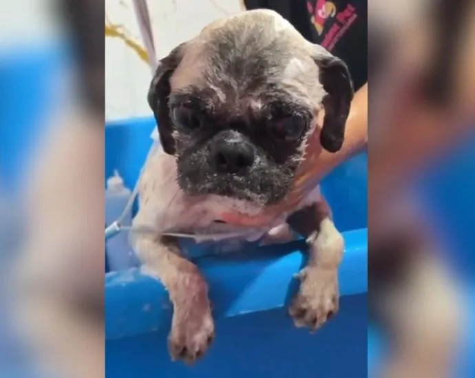 Cachorro infestado de carrapatos é resgatado e mulher presa por maus-tratos em Aquidauana