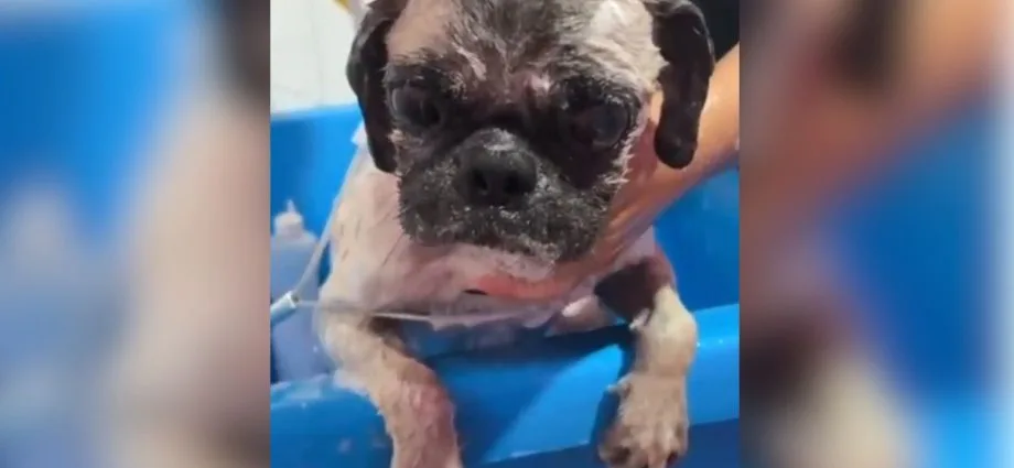 Cachorro infestado de carrapatos é resgatado e mulher presa por maus-tratos em Aquidauana