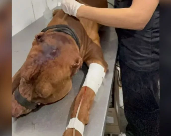 Criança de 3 anos morre após ataque de pitbull no Rio de Janeiro