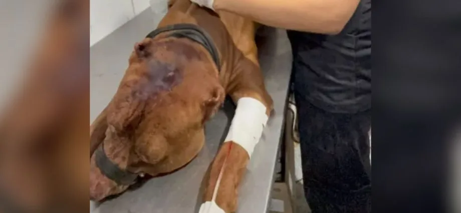 Criança de 3 anos morre após ataque de pitbull no Rio de Janeiro