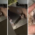 Cachorro é agredido em Campo Grande; denúncia leva à intervenção policial