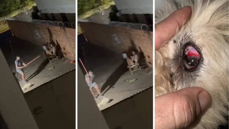 Cachorro é agredido em Campo Grande; denúncia leva à intervenção policial