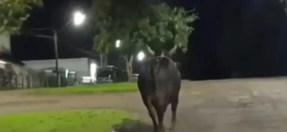 Mulher morre após ser atingida por touro em rodeio em Barbosa Ferraz