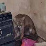 Onça-parda é resgatada em residência de Birigui