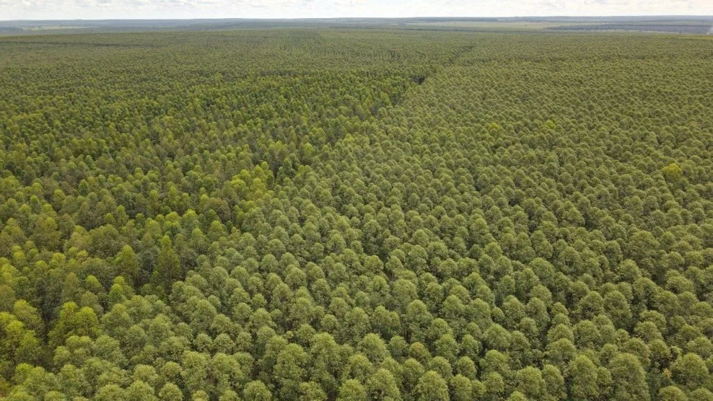 Mercado de Celulose em Recuperação com Compras da China em MS
