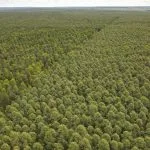 Mato Grosso do Sul se destaca na silvicultura com recorde de produção