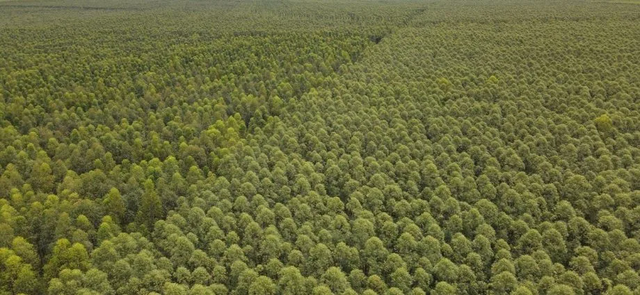 Mato Grosso do Sul se destaca na silvicultura com recorde de produção