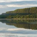 Arauco promove gestão florestal sustentável em Mato Grosso do Sul