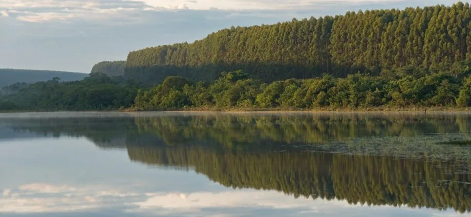 Arauco promove gestão florestal sustentável em Mato Grosso do Sul