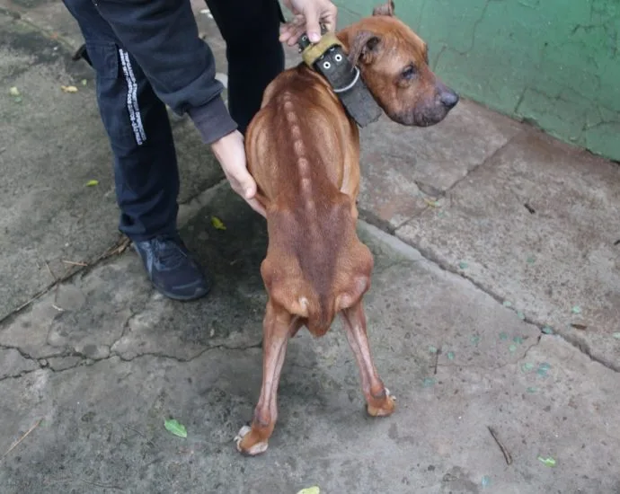 Homem de 29 anos é preso por maus-tratos a animais em Campo Grande