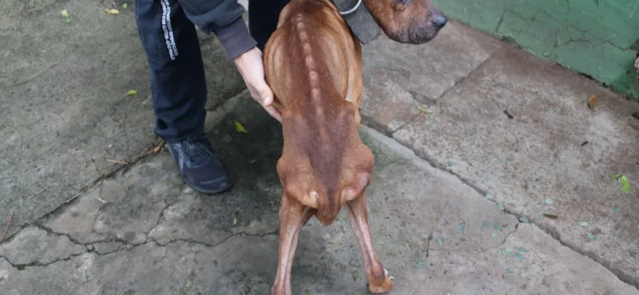 Homem de 29 anos é preso por maus-tratos a animais em Campo Grande