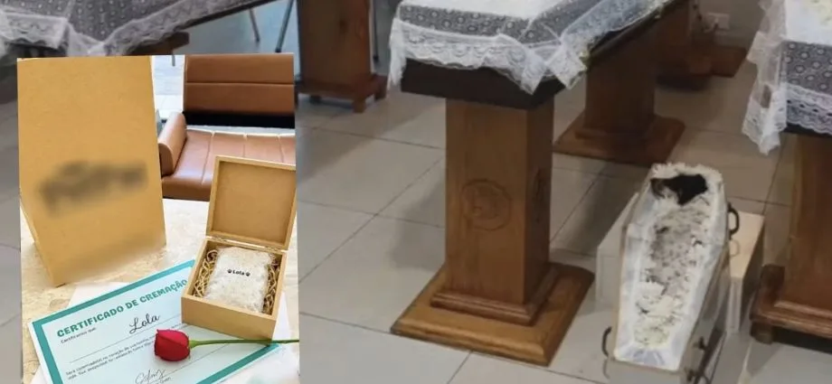 Despedida comovente: cadela Lola é cremada após acidente trágico na BR-163