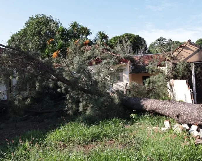 Moradora escapa de ser atingida por árvore durante temporal em Campo Grande