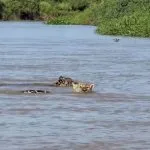 Onça-pintada ensina filhote a nadar em travessia no Pantanal
