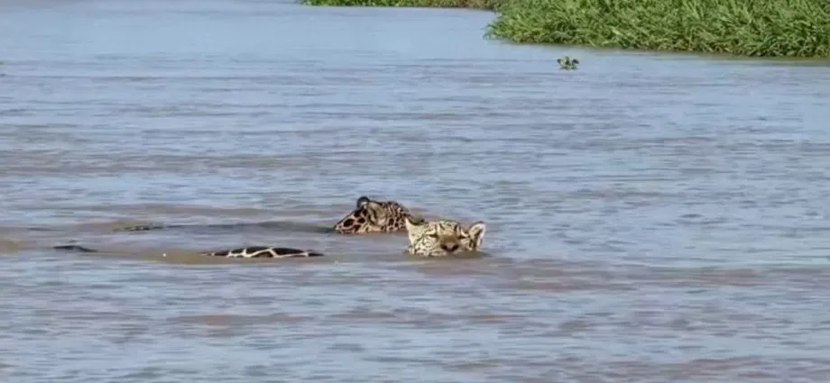 Onça-pintada ensina filhote a nadar em travessia no Pantanal