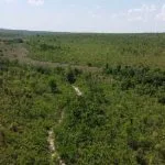 Suzano cria nova reserva de proteção ao Cerrado em Ribas do Rio Pardo (MS)