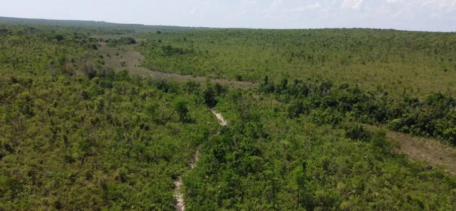 Suzano cria nova reserva de proteção ao Cerrado em Ribas do Rio Pardo (MS)