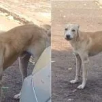Denúncia de maus-tratos a cachorro mobiliza moradores em Campo Grande