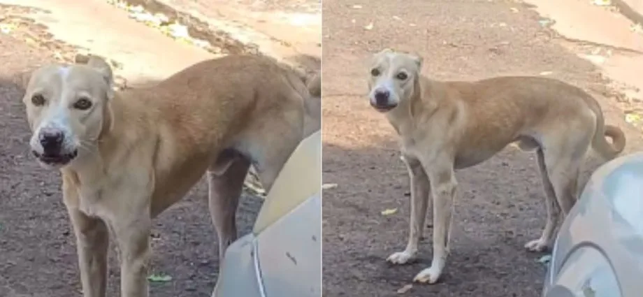 Denúncia de maus-tratos a cachorro mobiliza moradores em Campo Grande