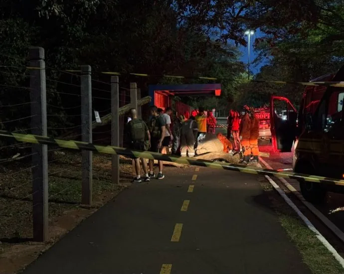 Cuidado com as árvores em Campo Grande: beleza e riscos após tempestades