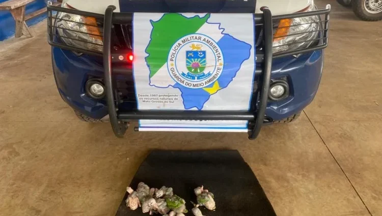 Operação Bocaiúva 2026 reforça combate ao tráfico de animais silvestres em MS